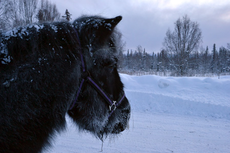 sub zero temperatures don't slow this guy down